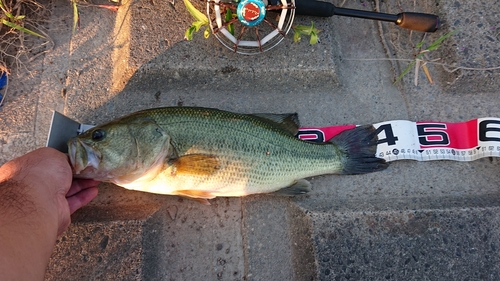 ブラックバスの釣果