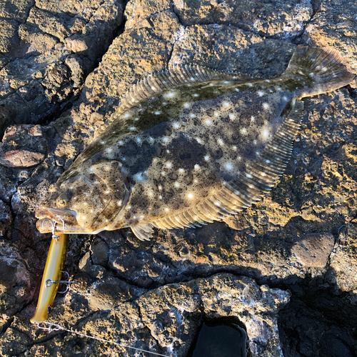 ヒラメの釣果