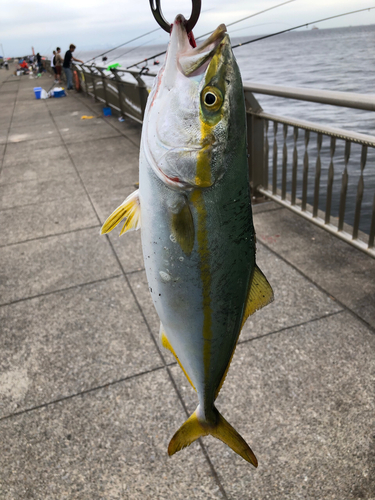 イナダの釣果