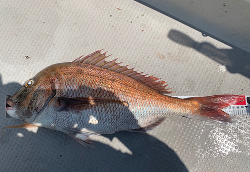 マダイの釣果