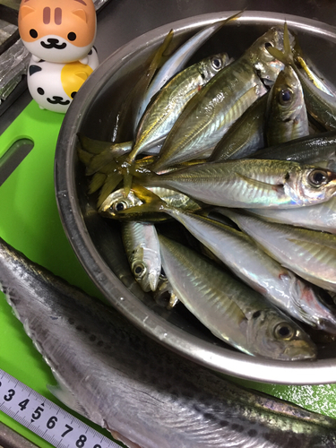 アジの釣果