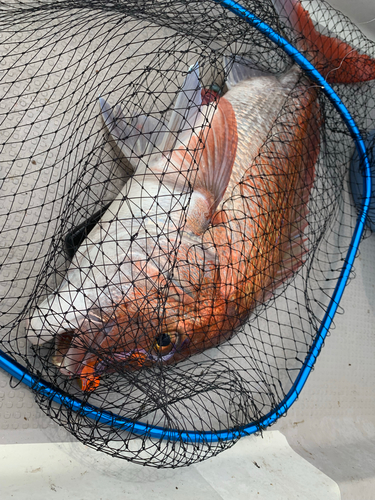 マダイの釣果