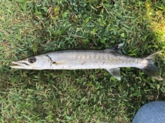 オニカマスの釣果