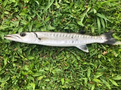 オニカマスの釣果