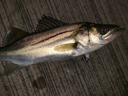 セイゴ（マルスズキ）の釣果