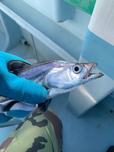 タチウオの釣果