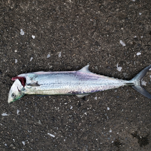 サゴシの釣果