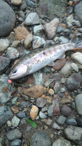 ヤマメの釣果