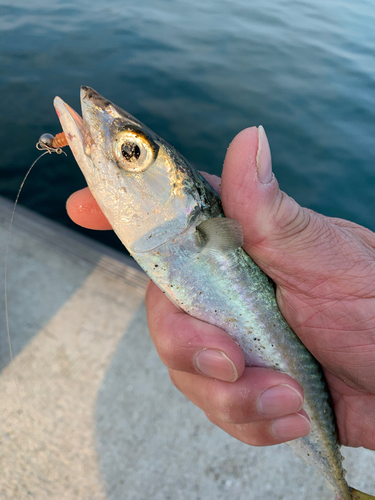 サバの釣果