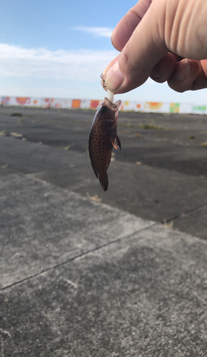 オオモンハタの釣果