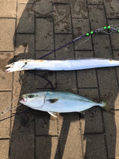 ハマチの釣果