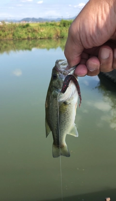 ラージマウスバスの釣果