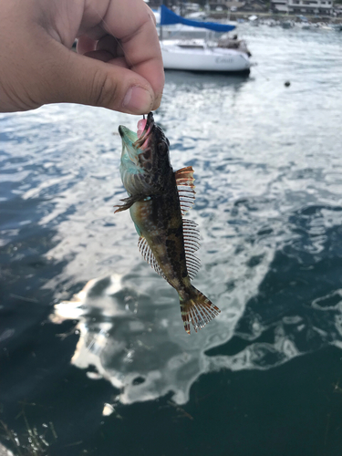 ハゼの釣果