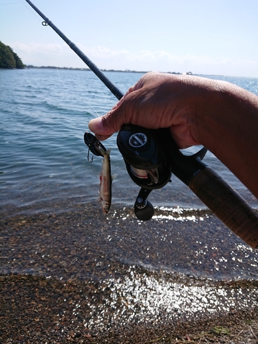 アユの釣果