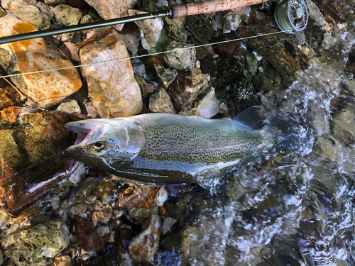 ニジマスの釣果