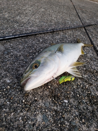 ツバスの釣果