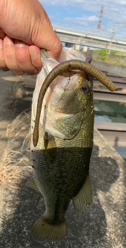 ラージマウスバスの釣果