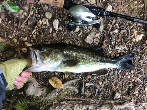 ラージマウスバスの釣果