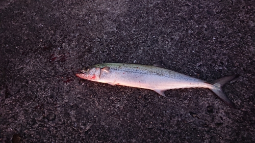 サゴシの釣果