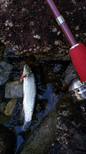 ウグイの釣果