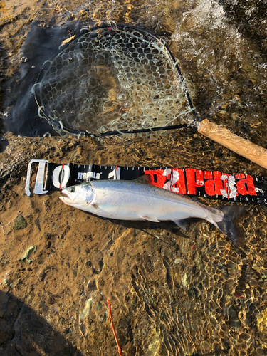 サクラマスの釣果