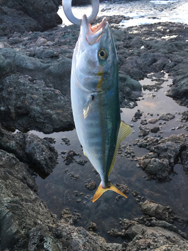 イナダの釣果