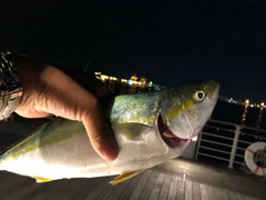 ツバスの釣果