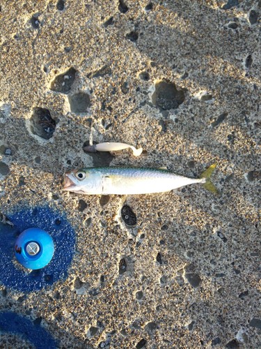 サバの釣果