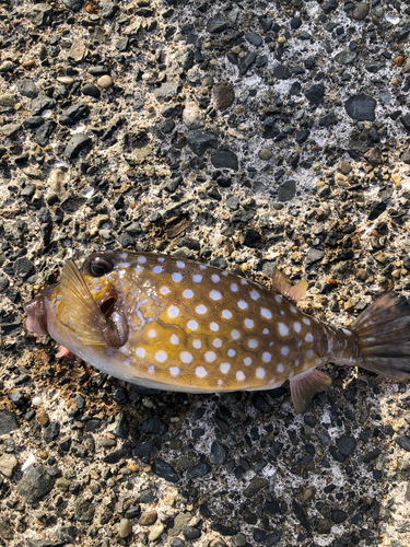 ハコフグの釣果