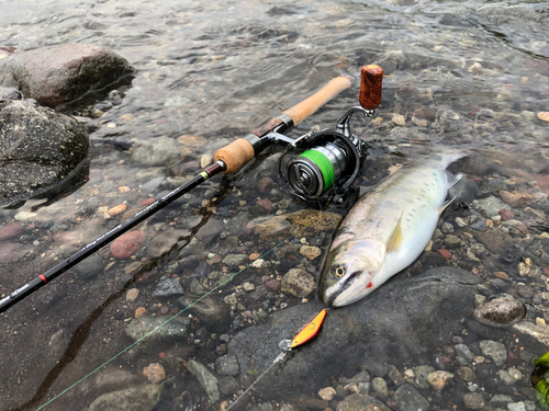 ヤマメの釣果