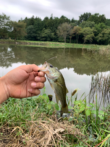 ラージマウスバスの釣果