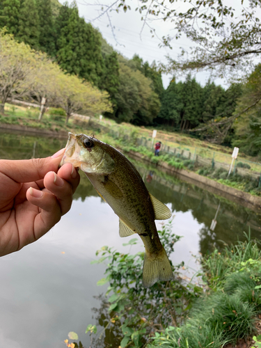 ラージマウスバスの釣果