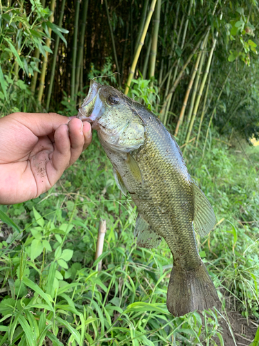 ラージマウスバスの釣果