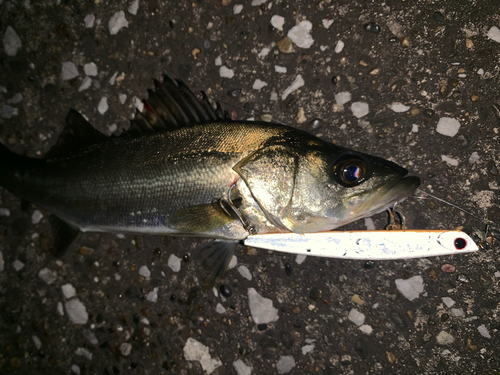 セイゴ（マルスズキ）の釣果