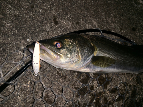 フッコ（マルスズキ）の釣果