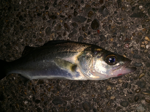 セイゴ（マルスズキ）の釣果