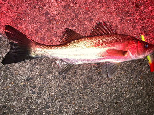 フッコ（マルスズキ）の釣果