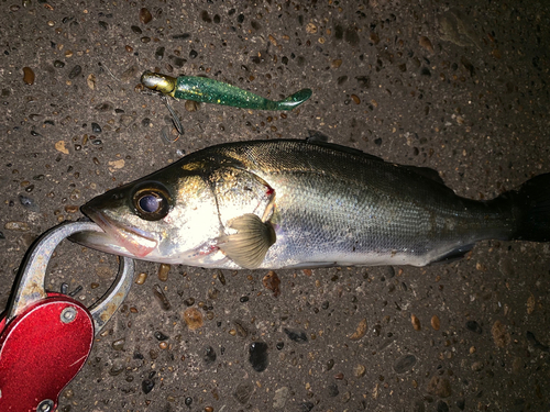 セイゴ（マルスズキ）の釣果