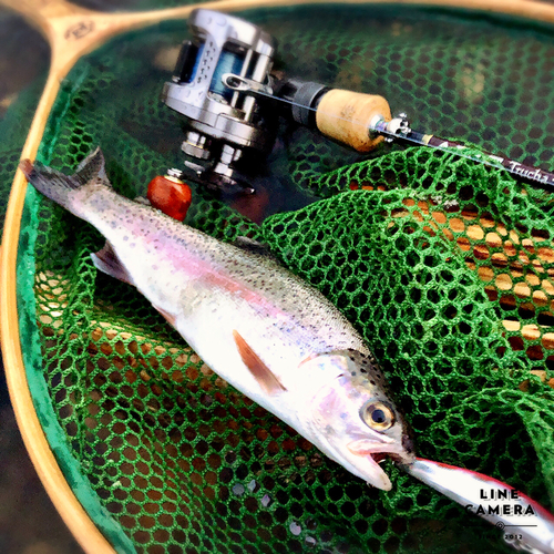 ニジマスの釣果