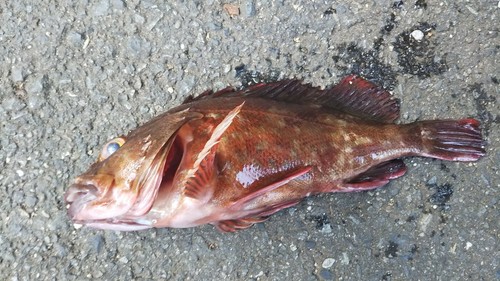 カサゴの釣果