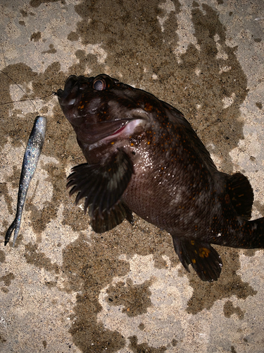 オウゴンムラソイの釣果