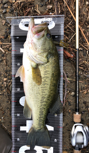 ブラックバスの釣果