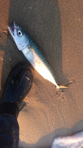 サバの釣果