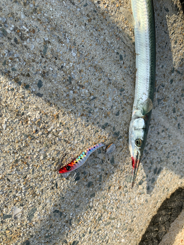 ダツの釣果