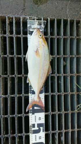 ショゴの釣果