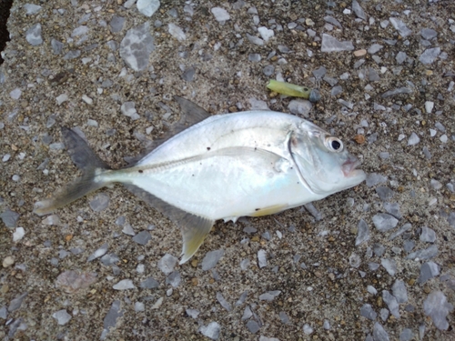 ロウニンアジの釣果