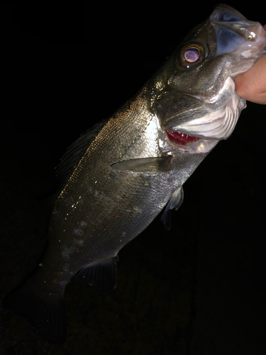 セイゴ（マルスズキ）の釣果