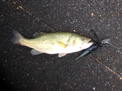 ブラックバスの釣果