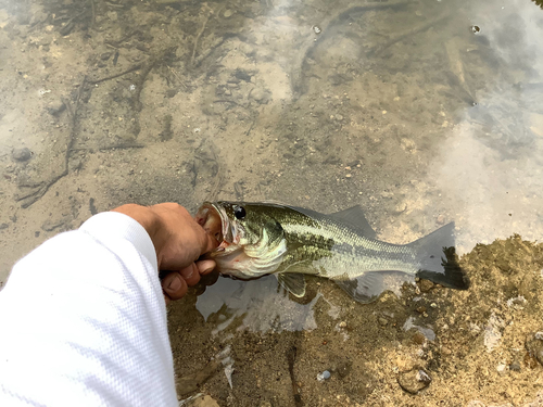 ラージマウスバスの釣果