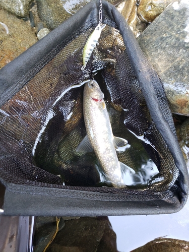 イワナの釣果